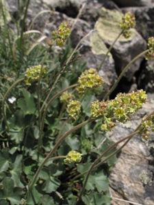 Heuchera parvifolia 
